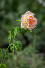 Rose bud on the stem with a garden on the background.