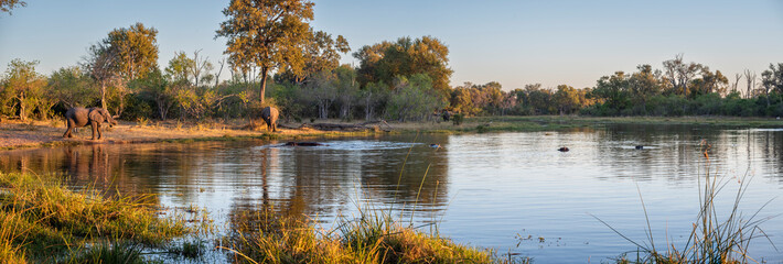 The African bush elephant, Loxodonta africana, also known as the African savanna elephant.
