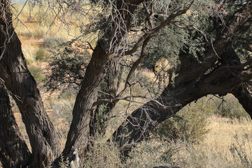 Cheetah (Acinonyx jubatus) in the Kgalagadi Reserve, South Africa