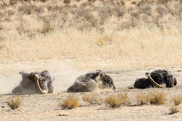Three female ostriches having a sand bath in the Kalahari Desert in Kglagadi Reserve South Africa
