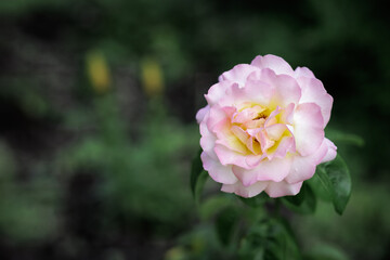 Rose bud on the stem with a garden on the background.