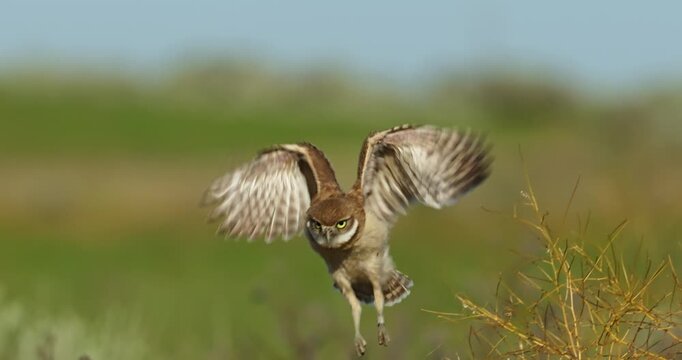 Burrowing Owls in Grassland