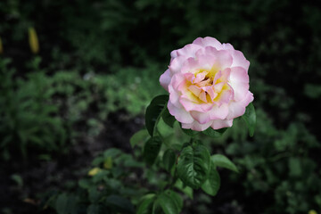 Rose bud on the stem with a garden on the background.