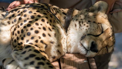 Cheetah photographed while resting at Cheetah Outreach Animal Sanctuary, Cape Town, South Africa