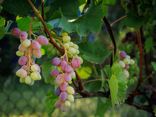 Bunches of unripe grapes on the bush