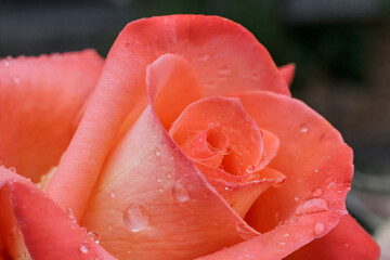 Close-up view of a rose bud with water drops.