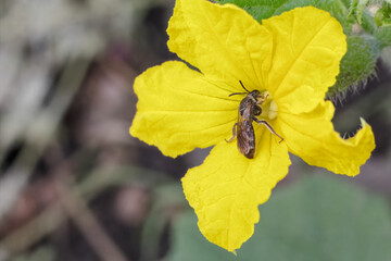 Young cucumber with flower growing on bush.