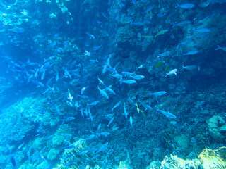 coral reef with fish on the Red Sea in Egypt unterwater world