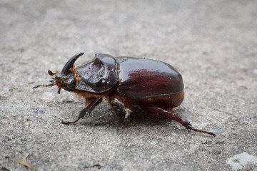 Close-up view of European Rhinoceros Beetle. Oryctes Nasicornis.