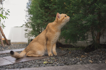 outdoor activity concept with british cat play on floor with pine and garden background