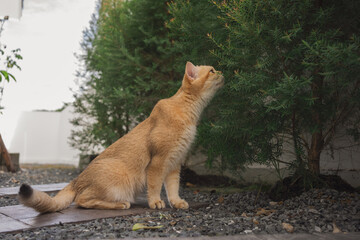 outdoor activity concept with british cat play on floor with pine and garden background
