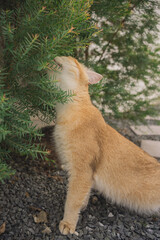 Fototapeta premium outdoor activity concept with british cat play on floor with pine and garden background