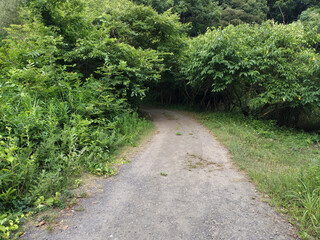 森に続く道