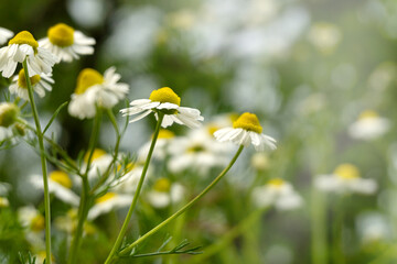 Chamomile flowers field in sun ligh.
