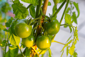 Close-up of hanging green tomatoes with bamboo stick in plant pot on terrace of garden on a sunny summer evening. Photo taken July 28th, 2024, Zurich, Switzerland.