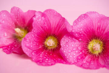 pink mallow flowers with drops