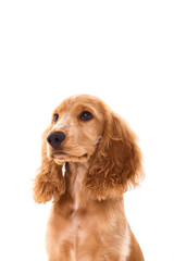 English Cocker Spaniel puppy on a white background