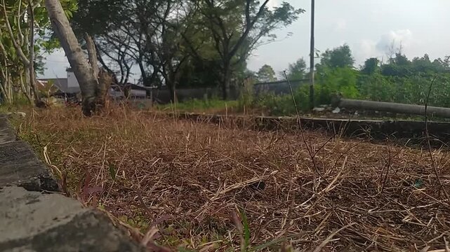 dry grass in the garden during summer