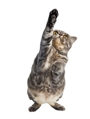 Full body shot of Scottish Fold Cat standing on hind legs and reaches up. Standing on two legs. White background, isolated.