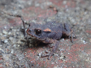 Young common toad (Bufo bufo) sitting on a red brick pavement