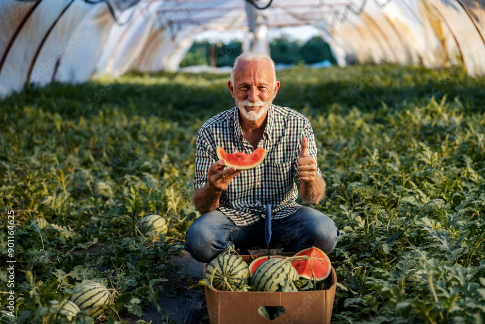 Wall mural portrait of senior farmer holding slice of watermelon and eating it while giving thumbs up.