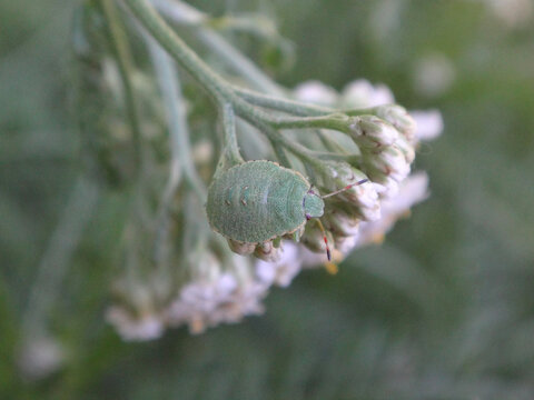 4th instar nymph of a green shield bug (Palomena sp.) sitting on an umbel of yarrow