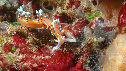 Close-up of a much-desired flabellina or desirable flabellina nudibranch crawling on corals of Bali © Hans Gert Broeder