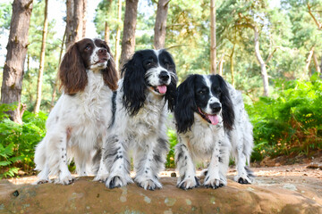 Three beautiful spaniel dogs standing together looking towards the camera, whilst outdoors taking...