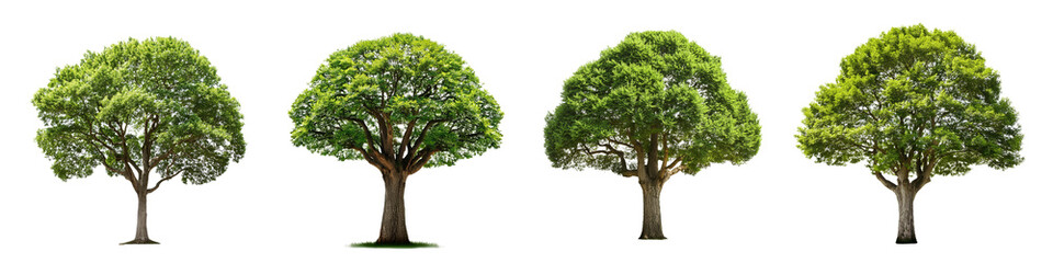 Naklejka premium Four Lush Green Trees in a Row Isolated on Transparent Background