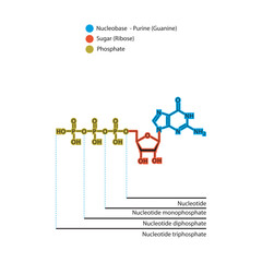 Diagram of nucleotide - Guanosine  mono, di and trip phosphate skeletal structure schematic illustration, Nucleoside molecule.