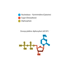 Deoxycytidine diphosphat (dCDP) skeletal structure schematic illustration, Nucleoside molecule.