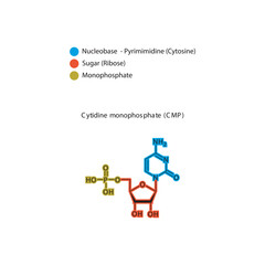 Cytidine monophosphate (CMP) skeletal structure schematic illustration, Nucleotide molecule.