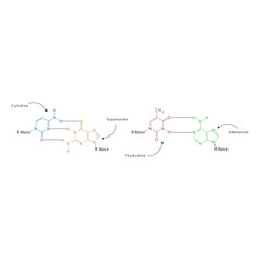 Diagram showing hydrogen bonds between DNA nitrogenous bases - Cytidine, Guanosine, Adenosine, Thymidine. simple schematic illustration.