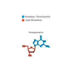 Deoxyguanosine skeletal structure schematic illustration, Nucleoside molecule.