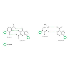 Diagram showing hydrogen bonds between DNA nitrogenous bases - Cytidine, Guanosine, Adenosine, Thymidine. simple schematic illustration.