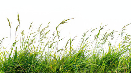 Fototapeta premium Bright green grass stands tall against a pristine white backdrop.
