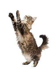 Full body shot of Norwegian Forest Cat standing on hind legs and reaches up. Standing on two legs. White background, isolated.