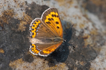 Lycaena phlaeas or common copper, a butterfly at Uttarakhand, India