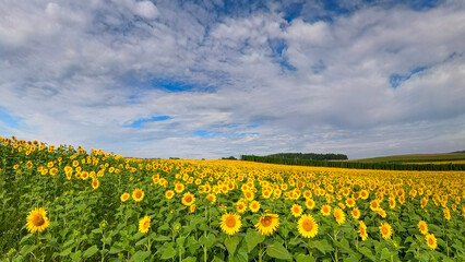 Close up view to the yellow sun flower field with soft bokeh background