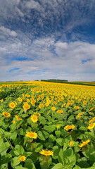 Close up view to the yellow sun flower field with soft bokeh background