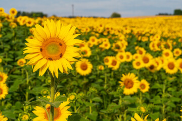 Obraz premium Close up view to the yellow sun flower field with soft bokeh background