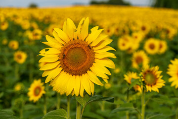 Close up view to the yellow sun flower field with soft bokeh background
