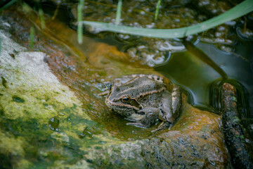 frog in water