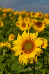 Fototapeta premium Close up view to the yellow sun flower field with soft bokeh background