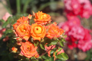 inflorescences of tea roses, flowers in a garden bed, 2