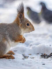 The squirrel in winter sits on white snow.