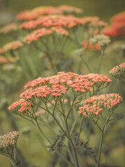 Terracotta Achillea in full bloom © Dave Harrison-Ward