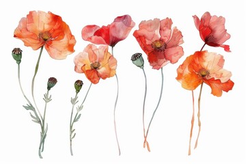 Floral illustrations in watercolor style - standalone poppy designs on a white background