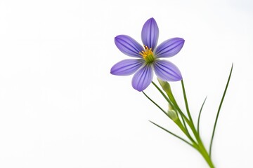 Obraz premium Blue eyed grass flower on white background, Ai Generated