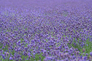 Fototapeta premium Lavender field in full bloom summer season featuring dense clusters of vibrant purple flowers stretching into the horizon growth for perfume aroma at Tomita Farm, Hokkaido, Japan